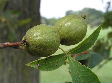 Native Trees of Indiana River Walk