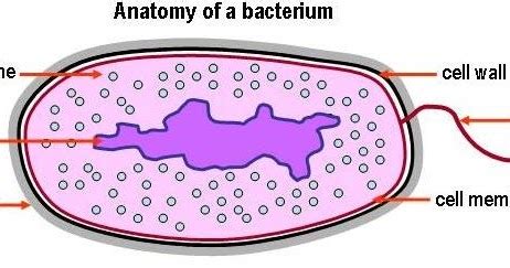 Nucleoid of Bacteria | Science Solve