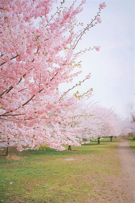 Cherry Blossom Trees on Green Grass Field · Free Stock Photo