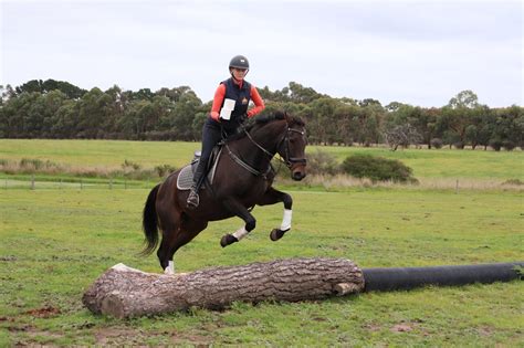 Brego | Shory Park Horses