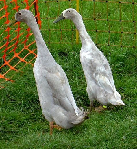 Indian Runner Ducks pictures - Google Search | Runner ducks, Duck pictures, Duck