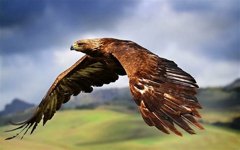 HD wallpaper: Majestic eagle flying, brown and white eagle, animal, bird | Wallpaper Flare