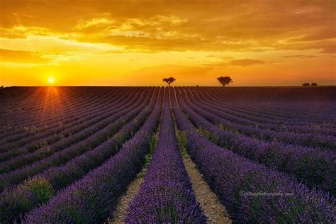 Sunset over Lavender Field (Provence, France) by Joaquin Guerola ...