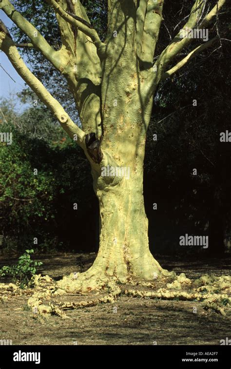 Yellow fever tree South Africa Stock Photo - Alamy