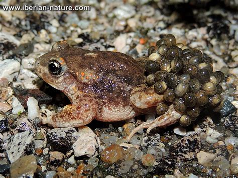 [Male] Midwife toad (Alytes cisternasii), Cáceres, Spain © Jesús Porras / Iberian Nature Male ...