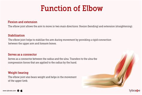 Elbow Joint Muscles