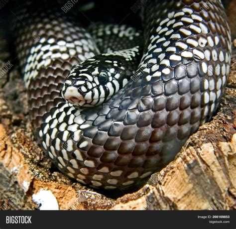 Black White Snake - Image & Photo (Free Trial) | Bigstock