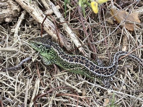 Sand Lizard - Thames Basin Heaths