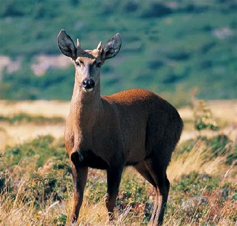 Sky Blue: Endangered Animals in Chile