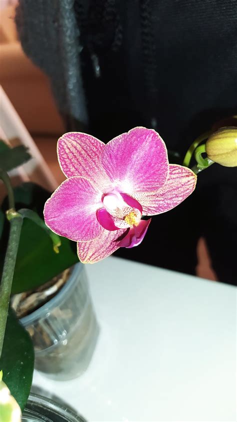 The season of blooming : r/orchids