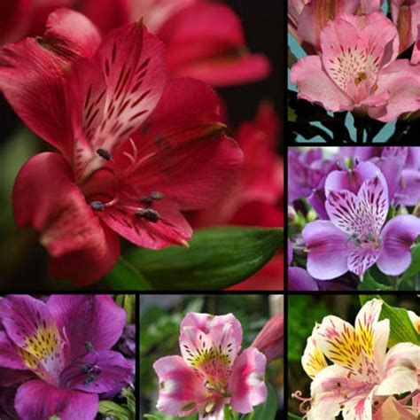 Alstroemeria Colors | [+]ALSTROEMERIA