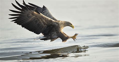 White-tailed eagle gathering in Oder Delta presents magnificent spectacle | Rewilding Europe