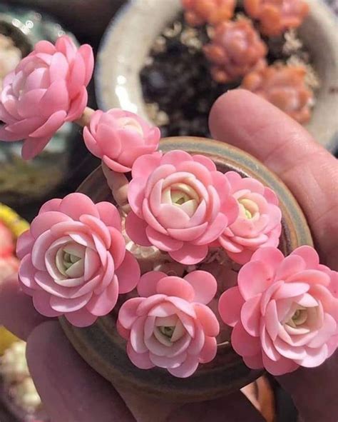 My Favorite Pink Succulents! : r/BotanicalPorn