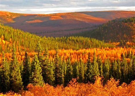 Chicken, Alaska....Beautiful Fall Colors | Alaska - The Last Frontier…