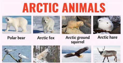 Arctic Animals: List of 32 Animals that Live in the Arctic with ESL Picture! - ESL Forums