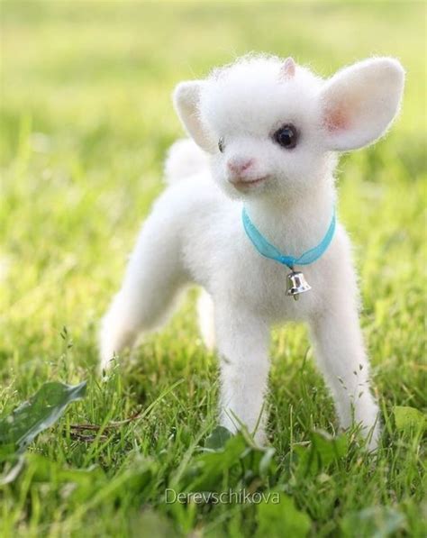 Look at his cute little lamb : aww