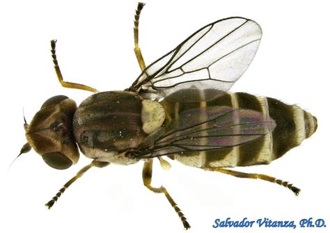 Diptera-Chloropidae-Chlorops-Grass Flies (A) - Urban Programs - El Paso ...