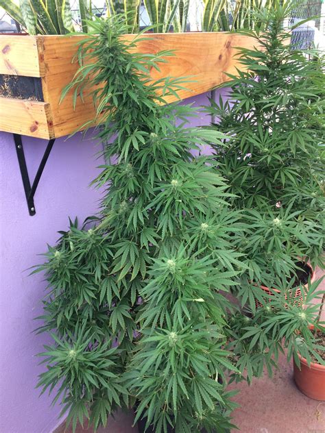 Super Auto Skunk (par Makka Seeds) :: Info de Variété