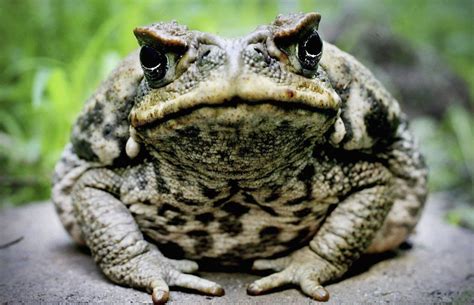 The rapid spread of Australia's cane toad pests - BBC News