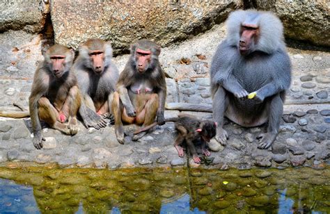 Hamadryas Baboon Family Along Creek at Tierpark Hellabrunn Zoo in Munich, Germany - Encircle Photos