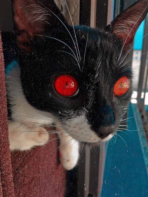 A cat with very red eyes : r/pics