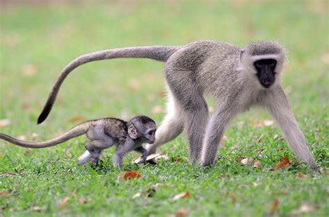 Vervet Monkey - Botswana Wildlife Guide