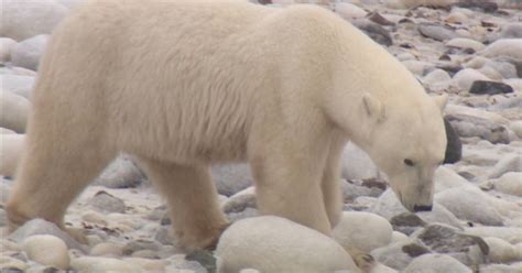 Polar Bears Threatened With Extinction Due to Climate Change