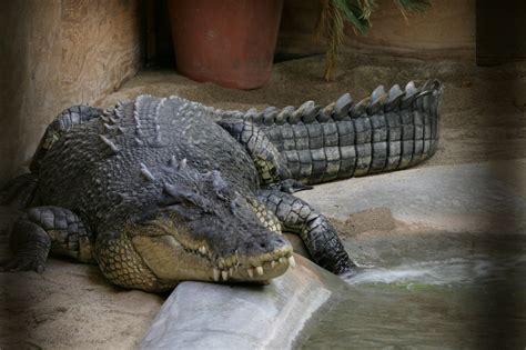 Saltwater Crocodile | Flickr - Photo Sharing!