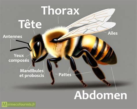 La morphologie et l'anatomie de l'abeille