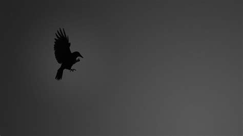 Crow Wallpapers - Wallpaper Cave