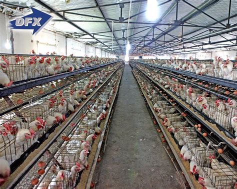 China Prefabricated Automatic Steel Structure Poultry Farm Building ...