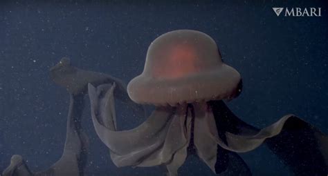 A Rare Encounter with the Elusive Giant Phantom Jellyfish Captures Its 33-Foot Billowing Limbs ...