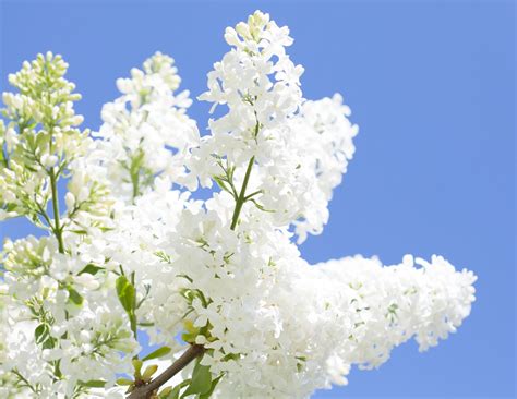 White Lilac Seeds for Planting 100 Seeds Stunning White - Etsy