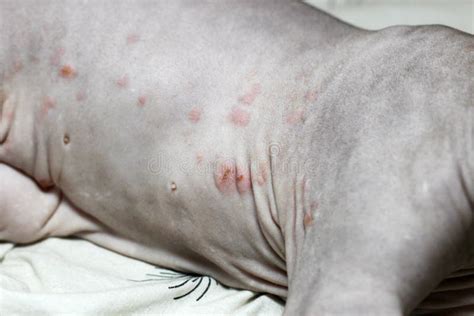 A Rash on a Cat of the Canadian Sphynx Breed. Dermatitis, Food Allergies. Treatment of Skin ...
