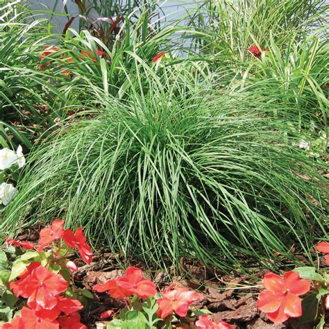 Carex pensylvanica - Norview Gardens Ltd.