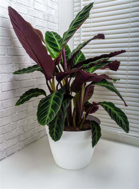 Calathea Flower