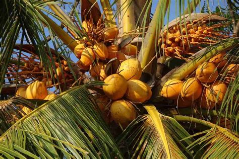 Organic Coconut Farming, Cultivation, And Production | Agri Farming