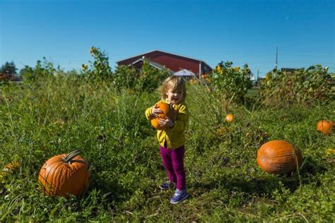 Tips for Making a Corn Maze on Your Family Farm This Fall