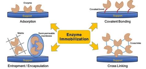 An Overview of Techniques in Enzyme Immobilization