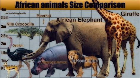 African Animals Size Comparison - YouTube