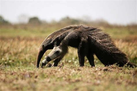 12 Awesome Animals with Bushy Tails (Pictures!) - Wildlife Informer