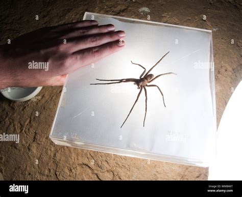 Brazilian wandering spider (Phoneutria) being shot on a white ...