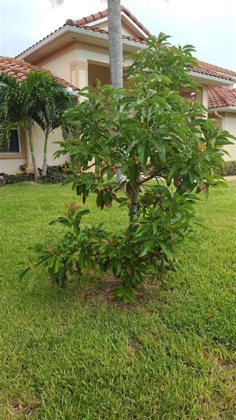 Any advice for a newbie Avocado Tree owner in East Central Florida? : r ...