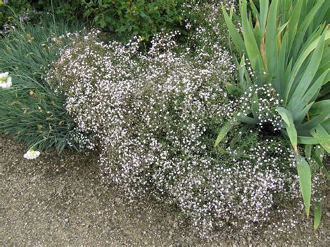 Why Is My Gypsophila Dying: Diagnosing Common Baby’s Breath Problems