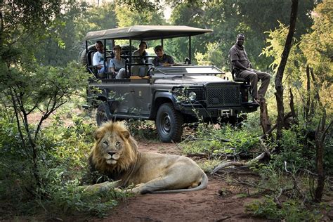 Masai Mara Safari Packages From USA: Top Choice For Immersive Wildlife Experiences ...