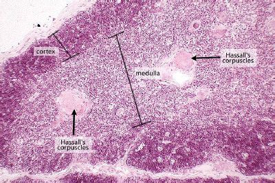 Thymus Gland Slide Labeled | thymus in this low power view, noting the subdivision of the gland ...