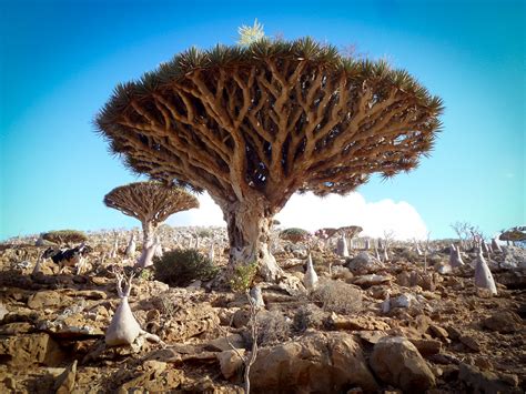 A Photo Essay Of One Of The World's Most Neglected Tourist Destinations: Socotra Island - foXnoMad