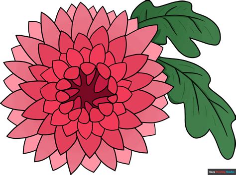 How to Draw a Chrysanthemum - Really Easy Drawing Tutorial