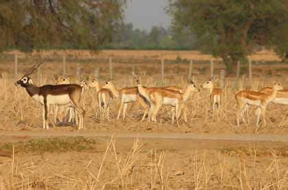 Punjab Culture and Heritage, About Punjab, History, Culture, Tradition ...