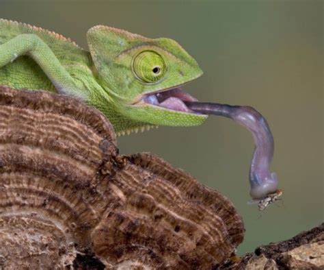 10 Interesting Facts about Chameleons | Animals Zone